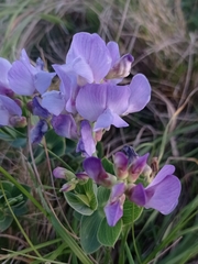 Lathyrus nervosus