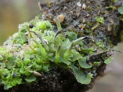 Anthoceros