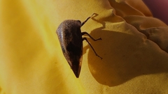 Smiliinae