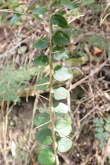 Dovyalis rhamnoides