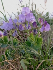 Lathyrus nervosus