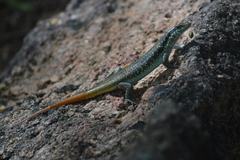 Trachylepis margaritifera
