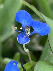 Commelina benghalensis