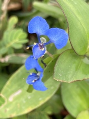 Commelina benghalensis