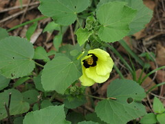 Hibiscus calyphyllus