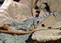 Thecadactylus rapicauda