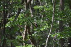 Halcyon leucocephala