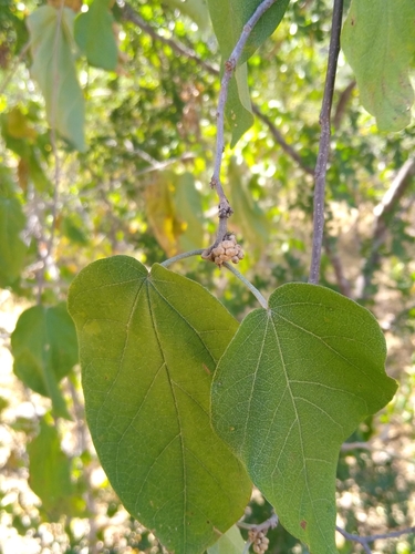 Croton fantzianus