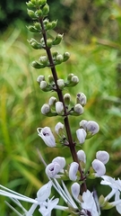 Orthosiphon aristatus