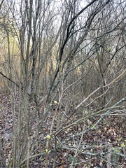 Syringa