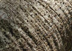 Enterolobium timbouva