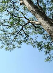 Enterolobium timbouva