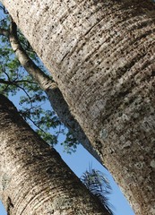 Enterolobium timbouva