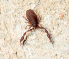 Cheliferoidea