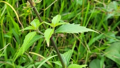 Orthosiphon aristatus