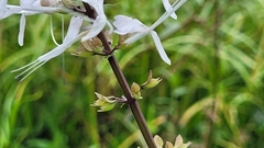 Orthosiphon aristatus