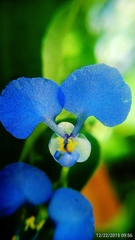 Commelina benghalensis