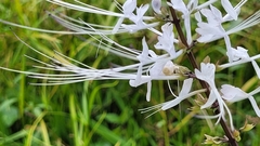 Orthosiphon aristatus