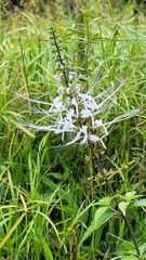 Orthosiphon aristatus