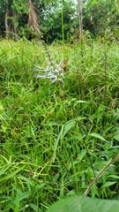 Orthosiphon aristatus