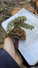 Abies magnifica shastensis