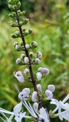 Orthosiphon aristatus