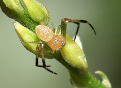 Misumenops rubrodecoratus