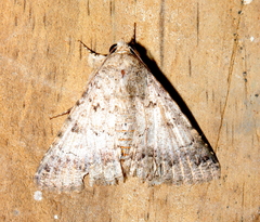 Pandesma