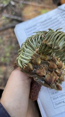 Abies magnifica shastensis