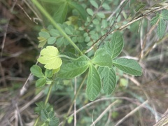 Dalechampia capensis