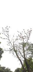 Treron phoenicopterus