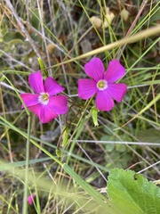 Oxalis arenaria