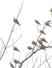 Treron phoenicopterus