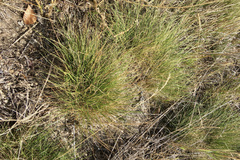 Festuca idahoensis