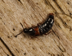 Aleochara curtula