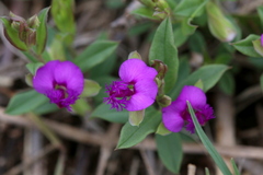 Polygala amatymbica
