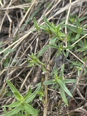 Agathisanthemum bojeri