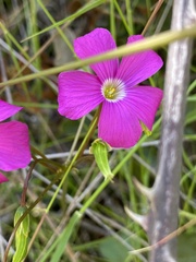 Oxalis arenaria