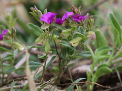 Polygala amatymbica