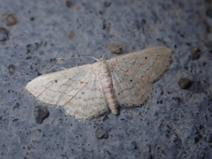 Idaea elongaria