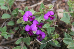 Polygala amatymbica