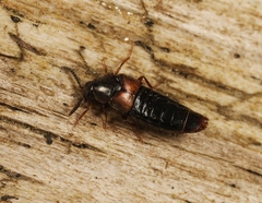 Aleochara curtula