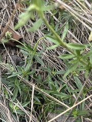 Agathisanthemum bojeri