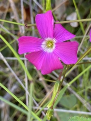 Oxalis arenaria