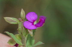 Polygala amatymbica
