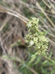 Agathisanthemum bojeri