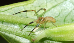 Misumenops rubrodecoratus