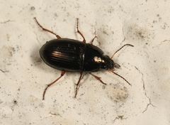 Amara familiaris