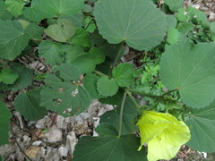 Hibiscus calyphyllus