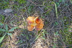 Omphalotus olearius